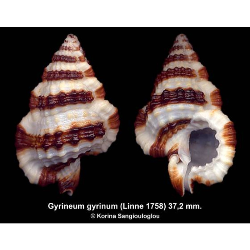 Gyrineum gyrinum Gorgeous Large!