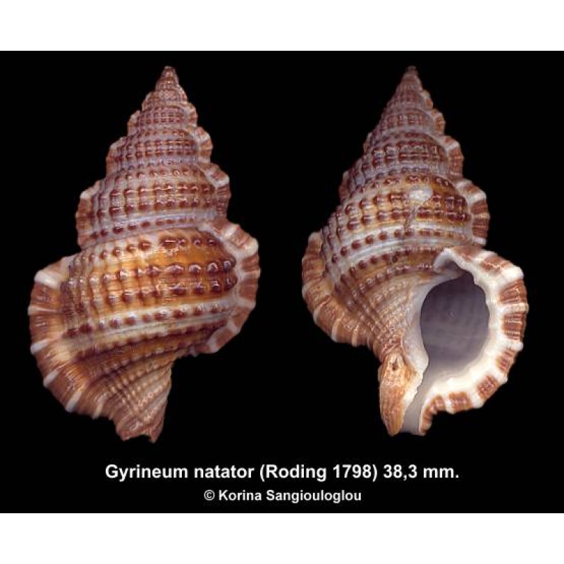 Gyrineum natator Gorgeous Large Dark!