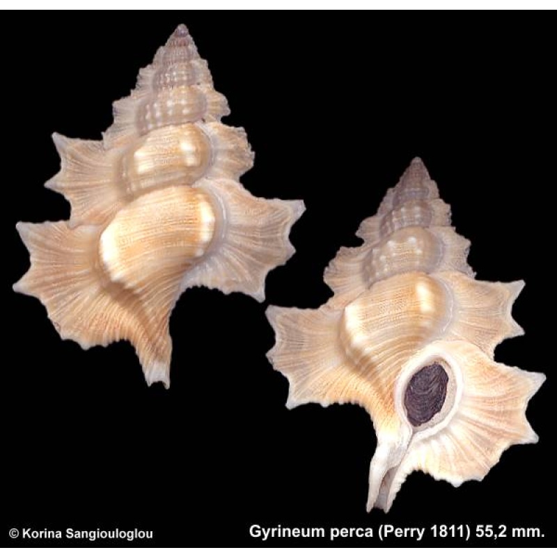 Gyrineum perca Gorgeous Superb!