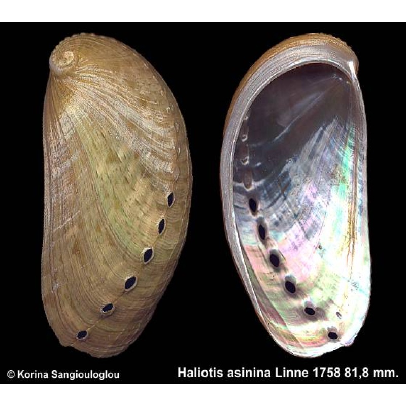 Haliotis asinina Outstanding Giant Green!