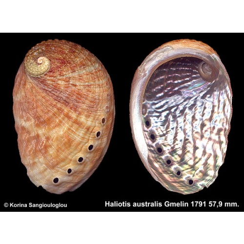 Haliotis australis Gorgeous!