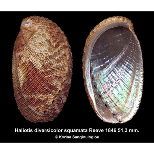Haliotis diversicolor squamata Gorgeous!