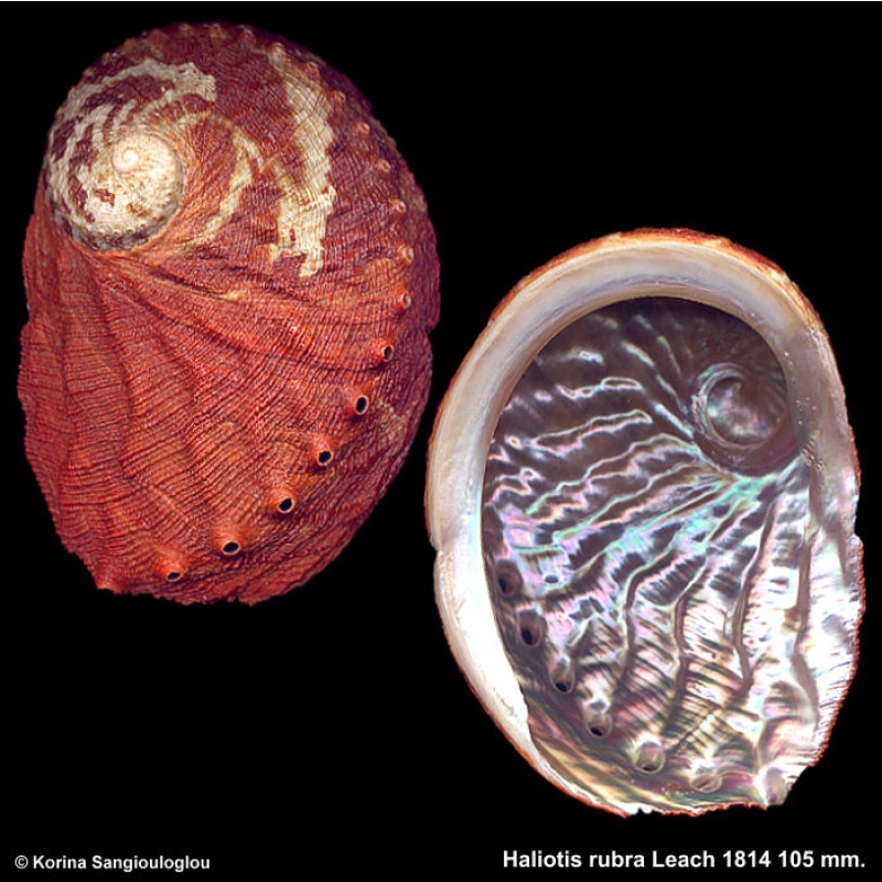 Haliotis rubra Gorgeous Victoria Form!