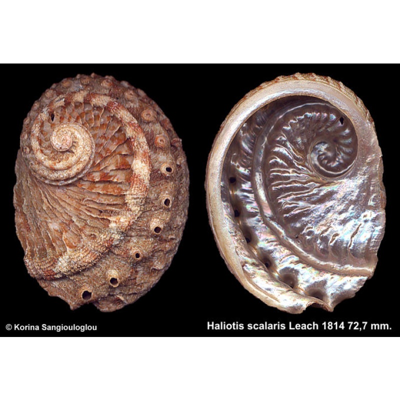 Haliotis scalaris Gorgeous!