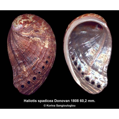Haliotis spadicea Gorgeous Superb!