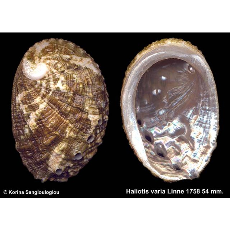 Haliotis varia Gorgeous Extra large!