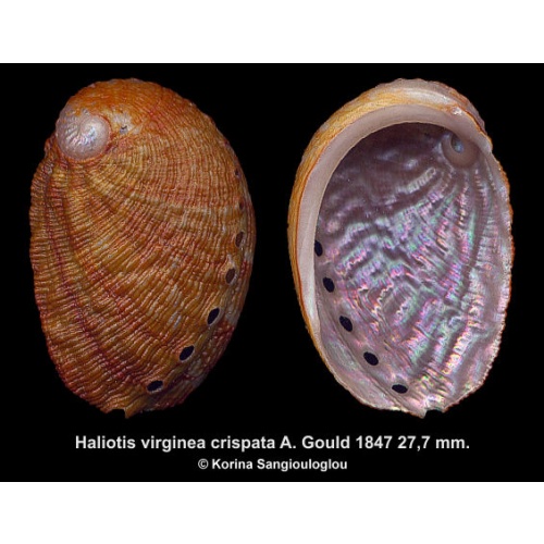 Haliotis virginea crispata Gorgeous Superb!