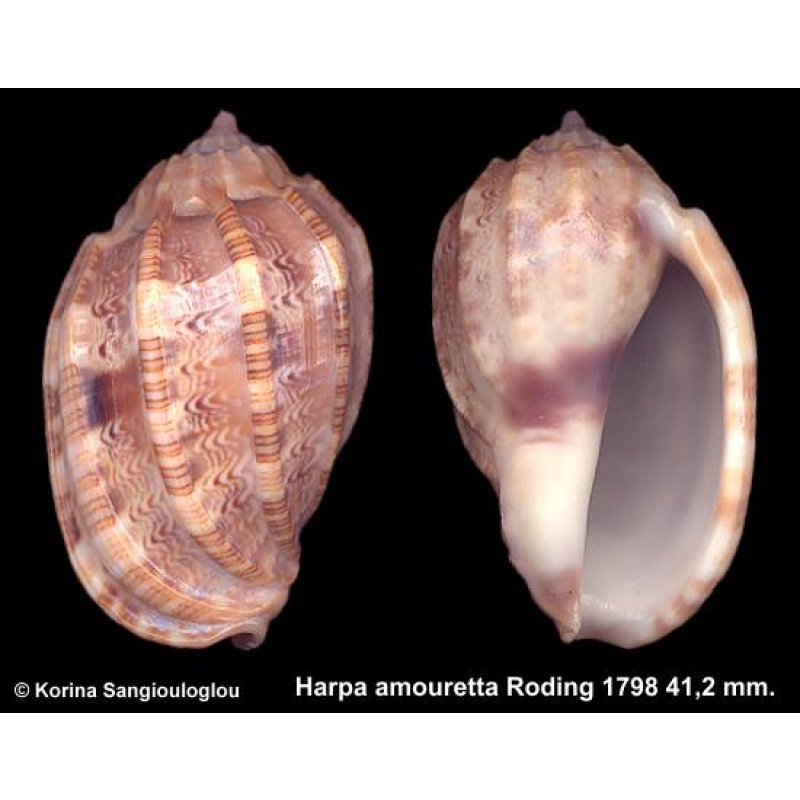 Harpa amouretta Gorgeous!