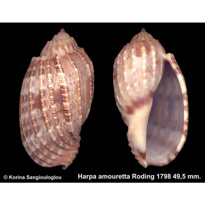 Harpa amouretta Gorgeous Densely Ribs!