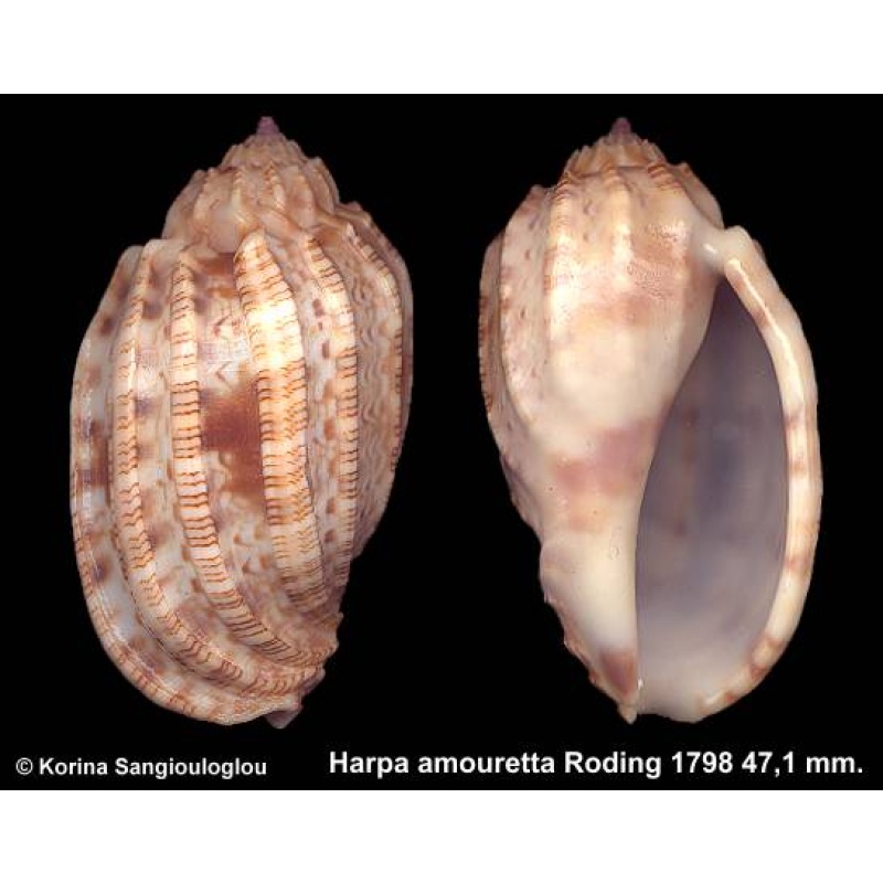 Harpa amouretta Gorgeous Large Ribs!