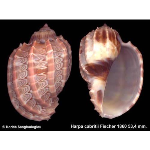 Harpa cabritii Gorgeous Cute Baby!