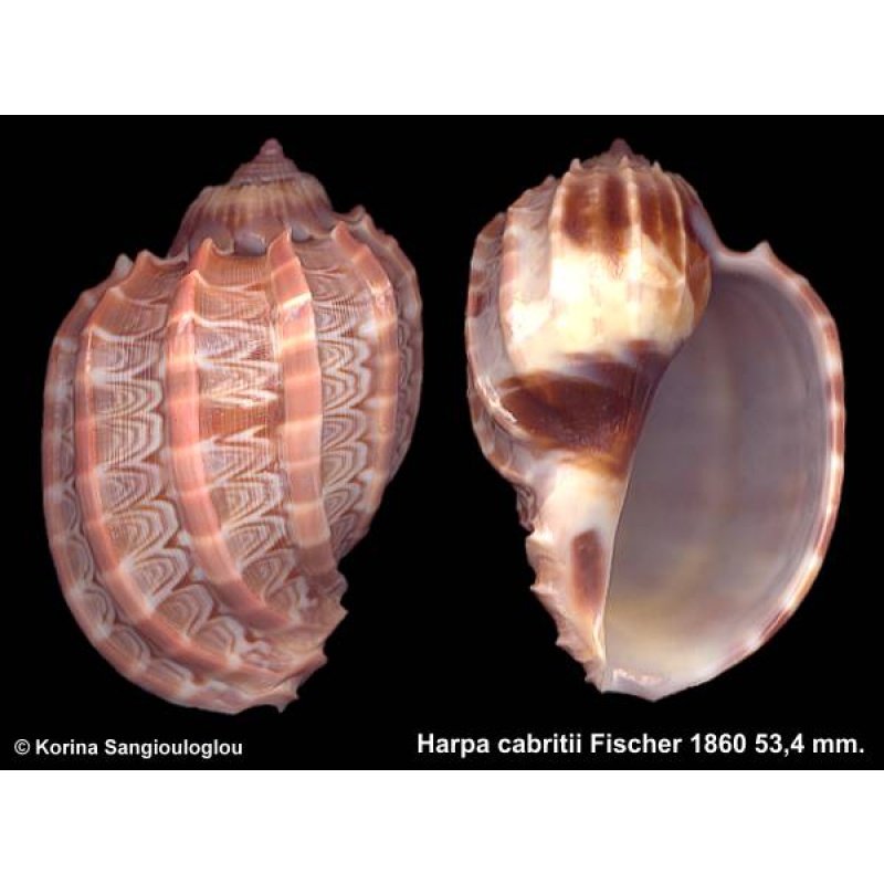 Harpa cabritii Gorgeous Cute Baby!