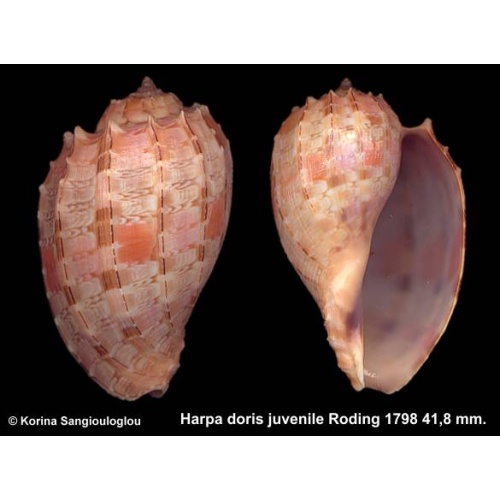 Harpa doris juvenile Gorgeous Baby!