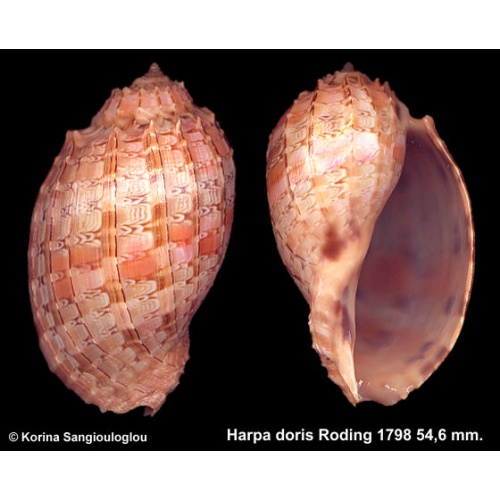 Harpa doris Gorgeous Superb!