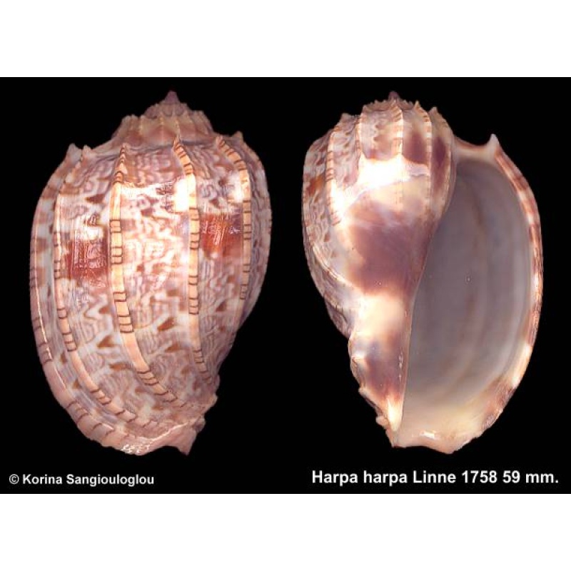 Harpa harpa Gorgeous Light color!