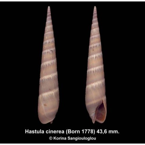 Hastula cinerea Outstanding Large!