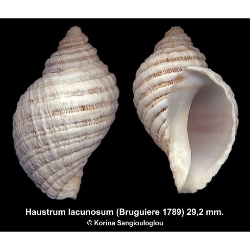 Haustrum lacunosum Gorgeous Large!