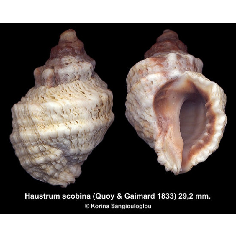 Haustrum scobina Gorgeous Thick Heavy!