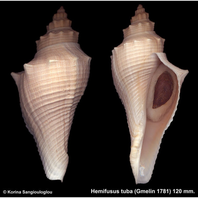 Hemifusus tuba Gorgeous Great Specimen!