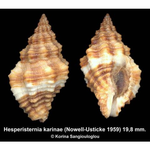 Hesperisternia karinae Gorgeous Superb!