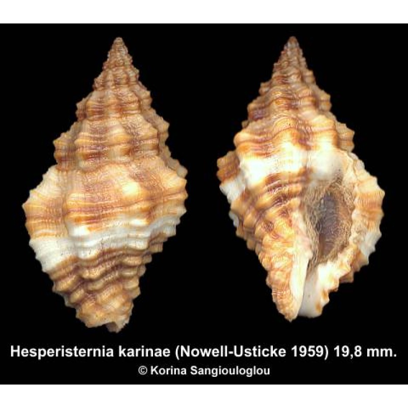 Hesperisternia karinae Gorgeous Superb!