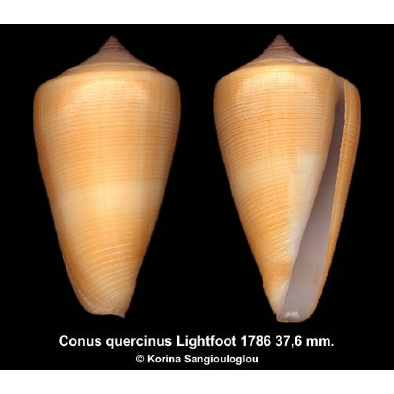 Conus quercinus Outstanding!