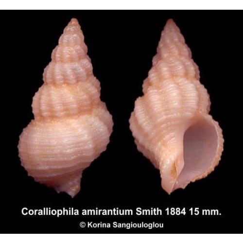 Coralliophila amirantium Outstanding Pink!