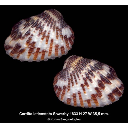 Cardita laticostata Gorgeous Brick/Blackish!