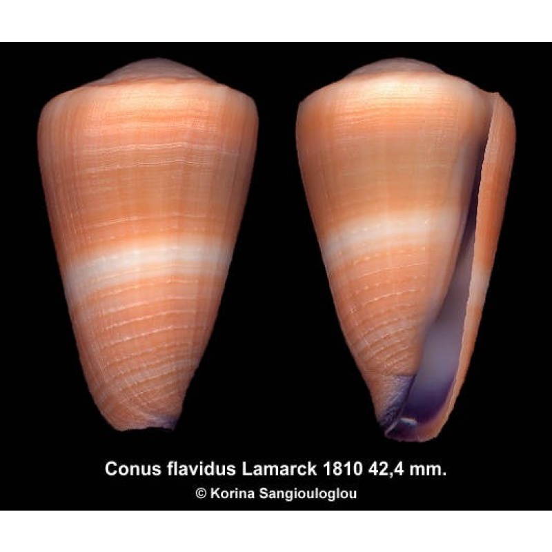 Conus flavidus Gorgeous Pink!