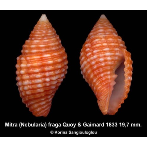 Mitra (Nebularia) fraga Outstanding!