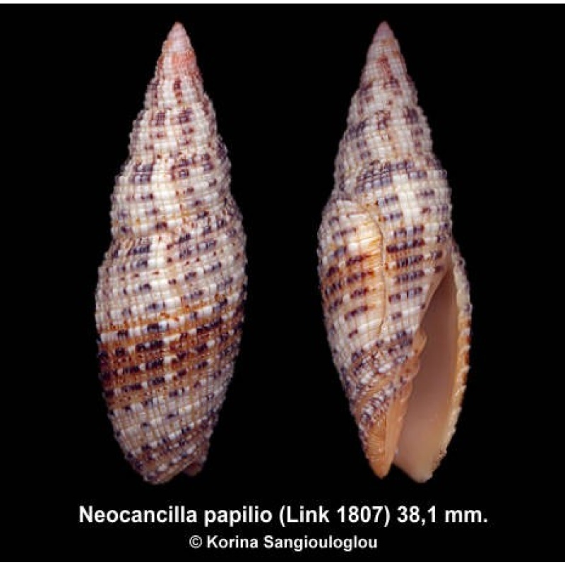 Neocancilla papilio Outstanding Large!