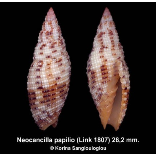 Neocancilla papilio Outstanding Slim!