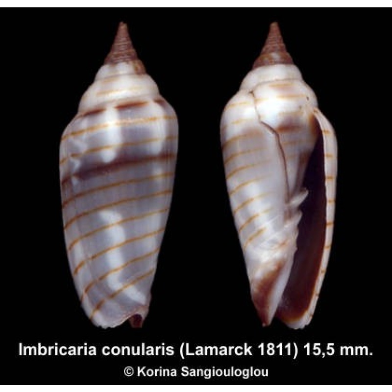 Imbricaria conularis Outstanding!