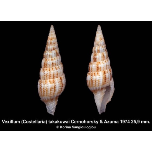 Vexillum (Costellaria) takakuwai Outstanding!