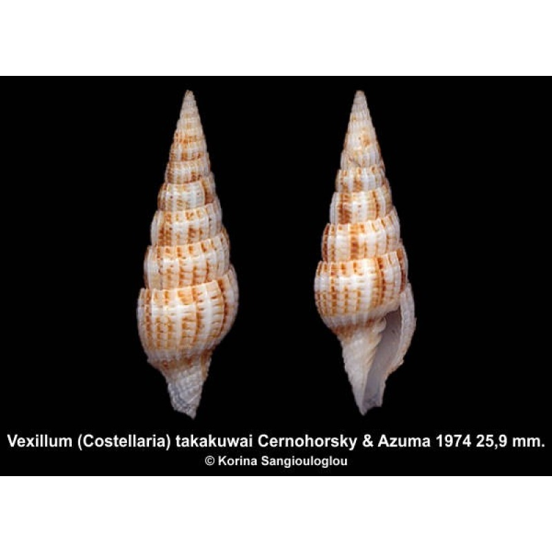 Vexillum (Costellaria) takakuwai Outstanding!