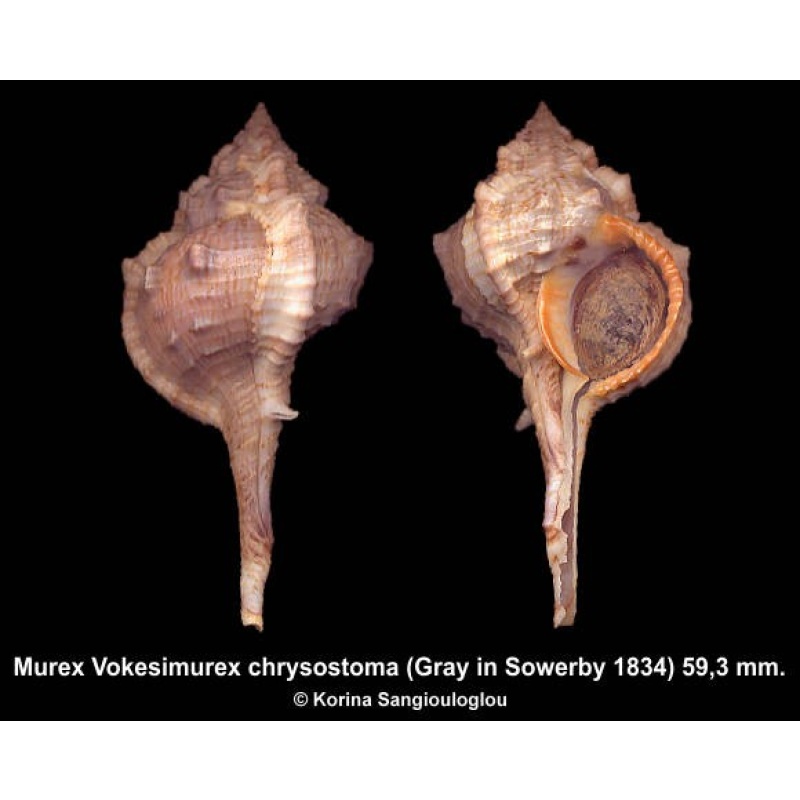 Murex Vokesimurex chrysostoma Gorgeous Exceptional!