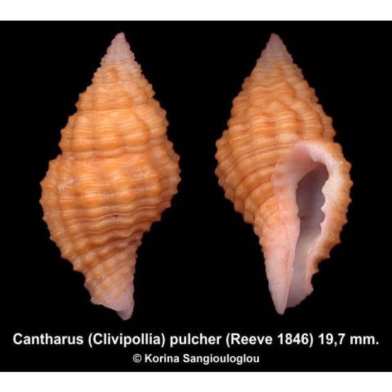 Cantharus (Clivipollia) pulcher Outstanding Yellow/orange!