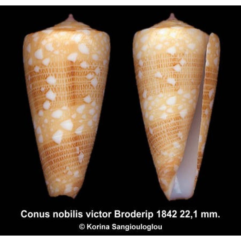 Conus nobilis victor Gorgeous!