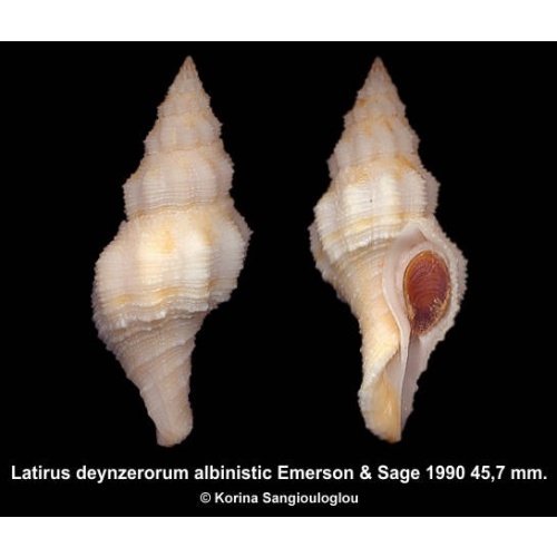 Latirus deynzerorum albinistic Outstanding!