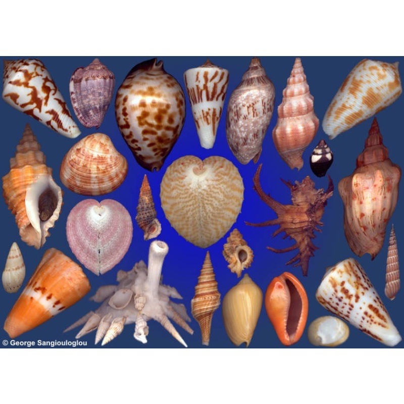 Seashells composition from auction January 2016