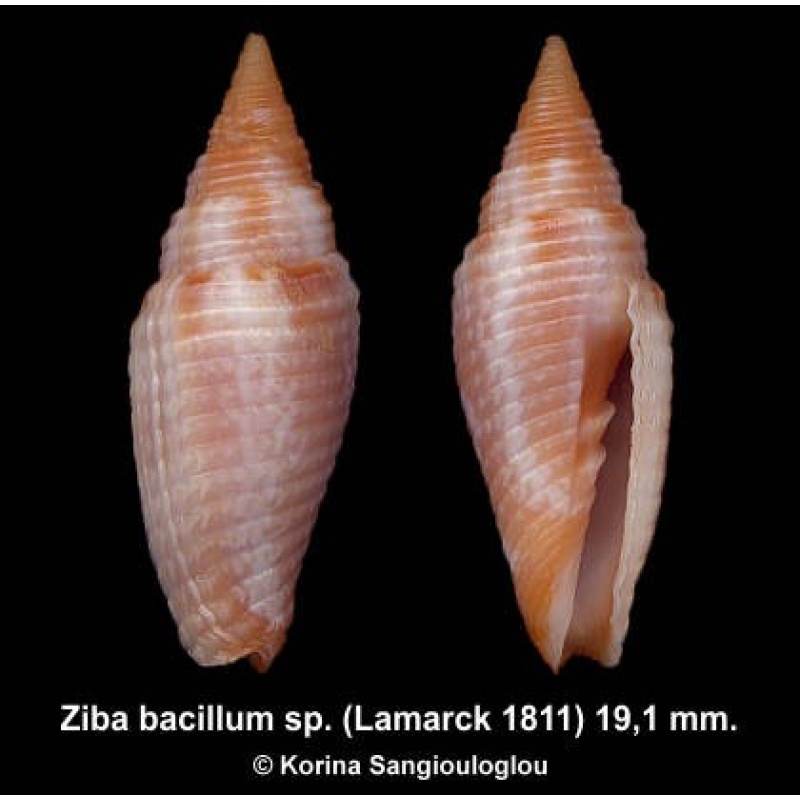 Ziba bacillum sp. Outstanding!