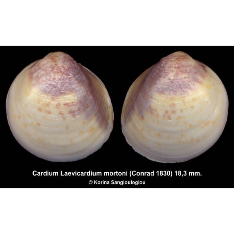 Cardium Laevicardium mortoni Outstanding!