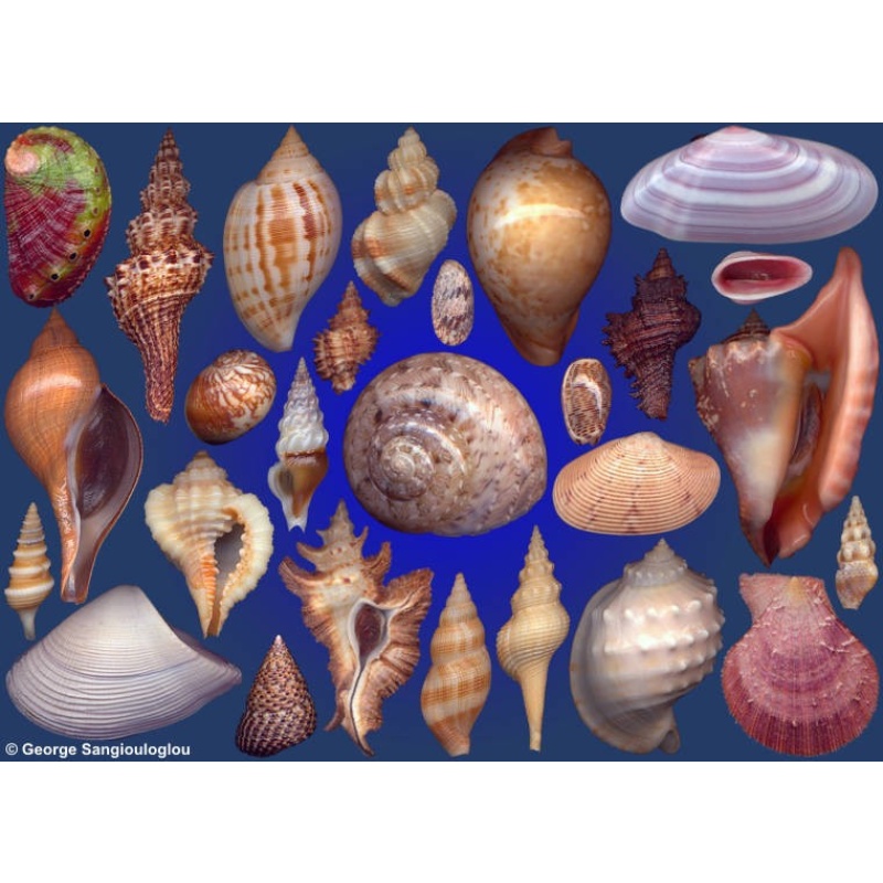 Seashells composition from auction April 2016
