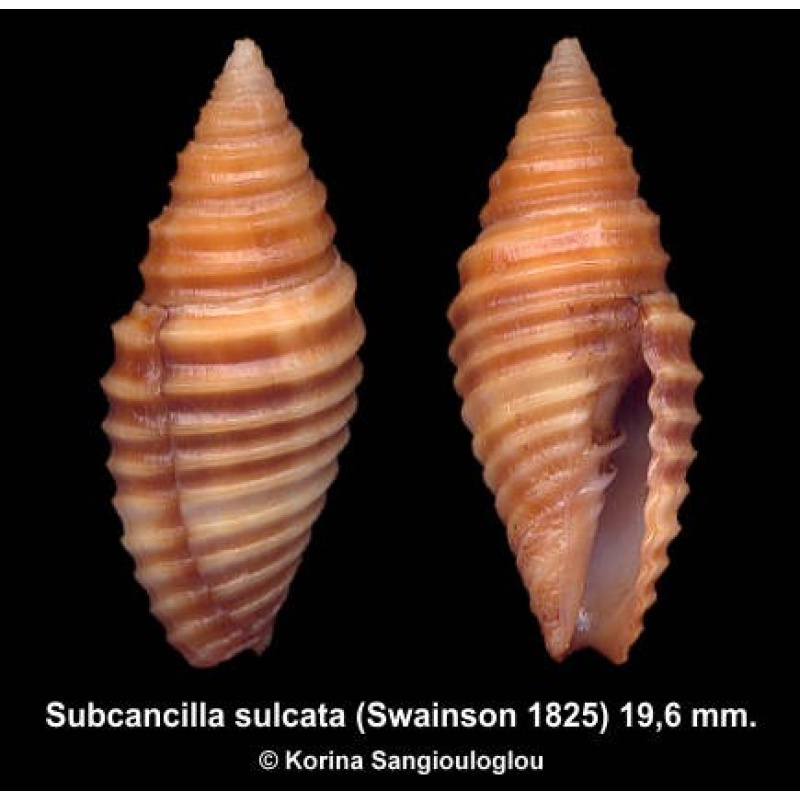 Subcancilla sulcata Outstanding!