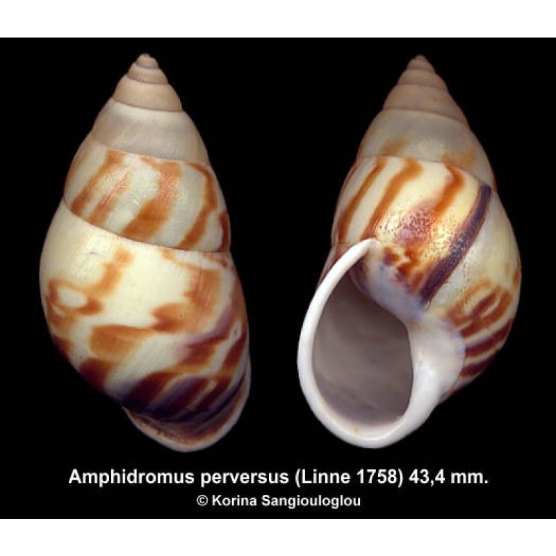 Amphidromus perversus Outstanding Sinistral White!