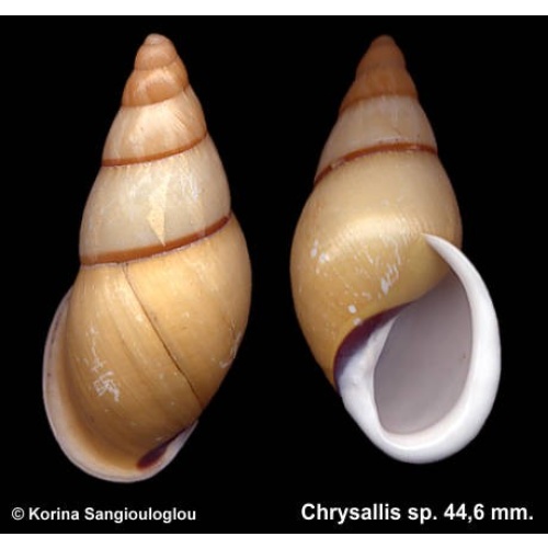 Chrysallis sp. Gorgeous Yellow Periostracum!