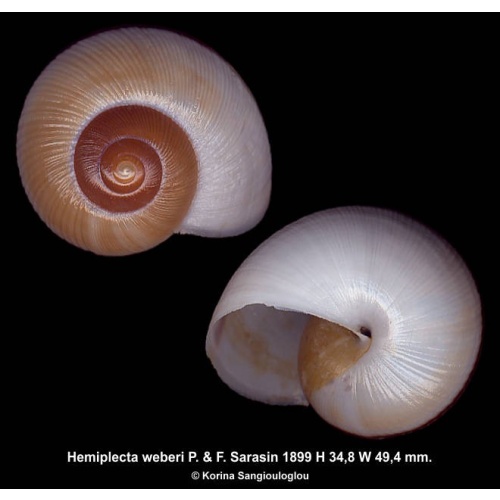 Hemiplecta weberi Outstanding!