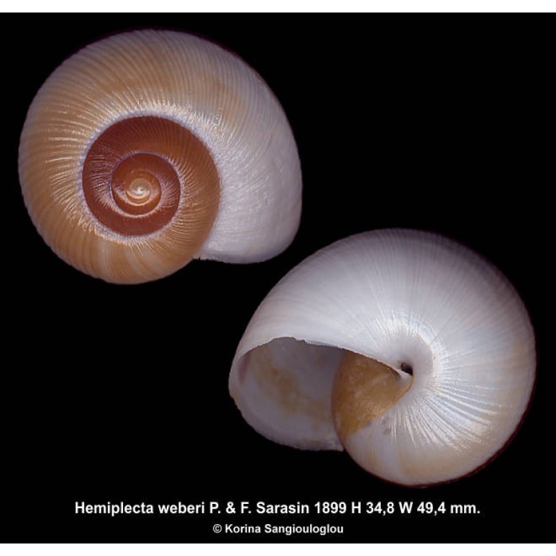 Hemiplecta weberi Outstanding!