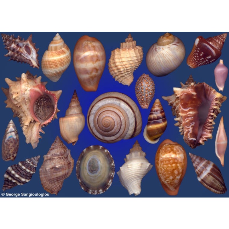 Seashells composition from auction June 2016
