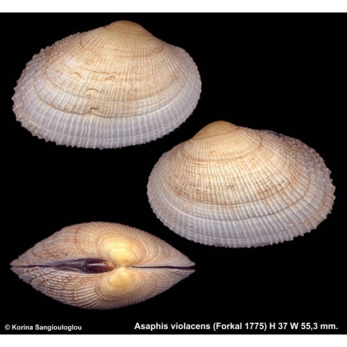 Asaphis violacens Gorgeous Giant!